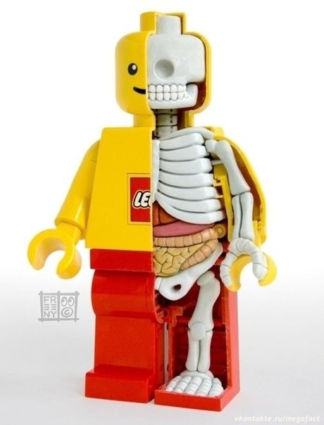 Анатомия LEGO.