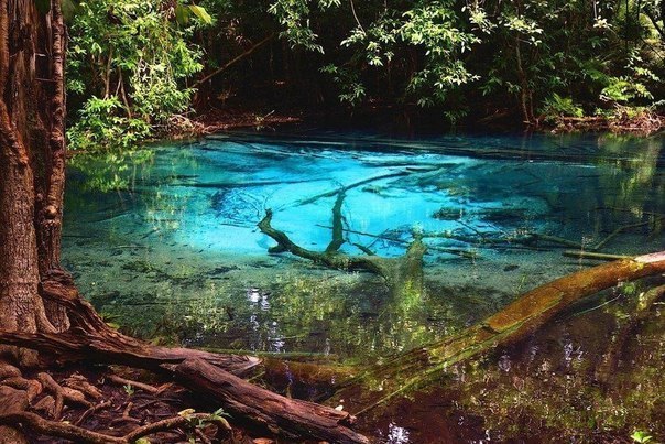 Изумрудный пруд в Таиланде. Микроорганизмы и водоросли придают воде ярко-голубой и изумрудный цвет