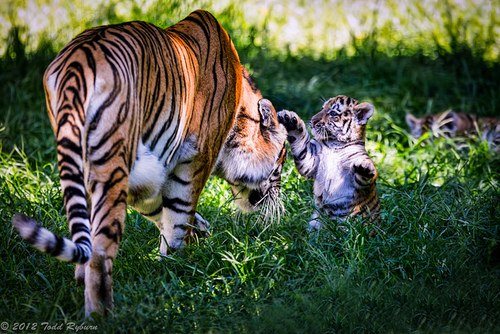 Тигрица с малышом.