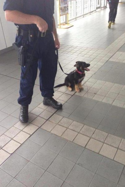 Однажды, я стану большой полицейской собакой.